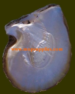 Goldlip MOP shell
