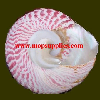 Trochus shell