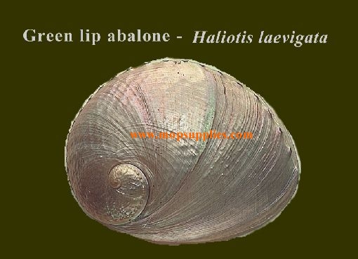 Greenlip abalone