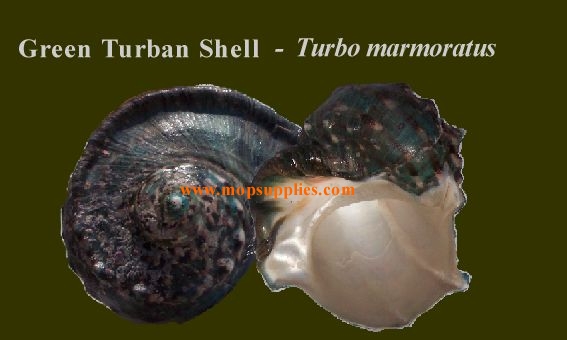 Green Turban Shell