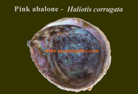 Pink abalone