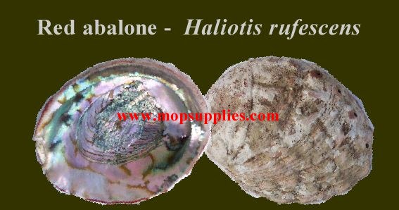 Red abalone
