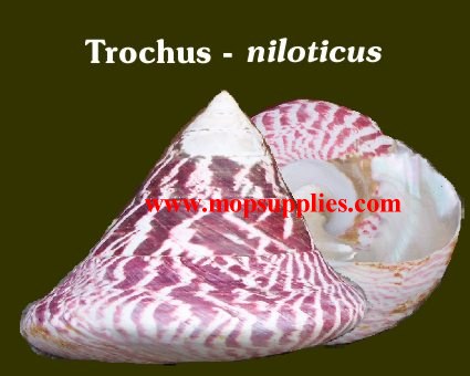 Trochus