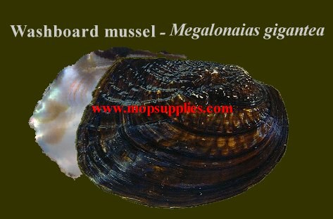 Washboard mussel