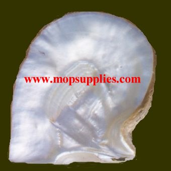 White MOP shell